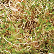 Load image into Gallery viewer, Alfalfa Sprouting Seeds - 100g