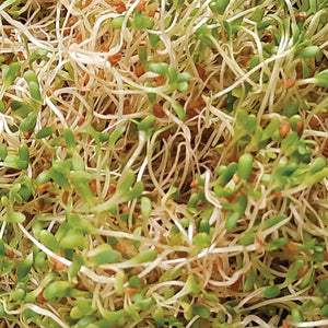 Alfalfa Sprouting Seeds - 100g