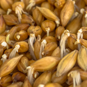 Barley Sprouting Seeds - 100g